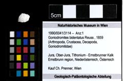 Foto (Objekt + Etiketten) von Goniodromites bidentatus (Reuss, 1859) 